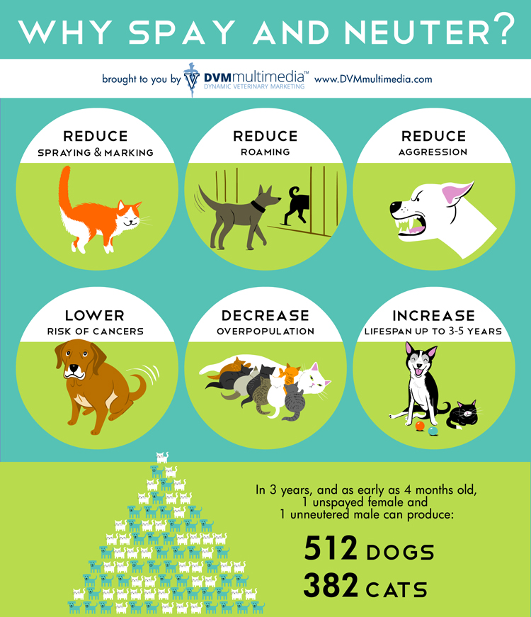 The Benefits of Spay and Neuter for Dogs and Cats FACE Foundation