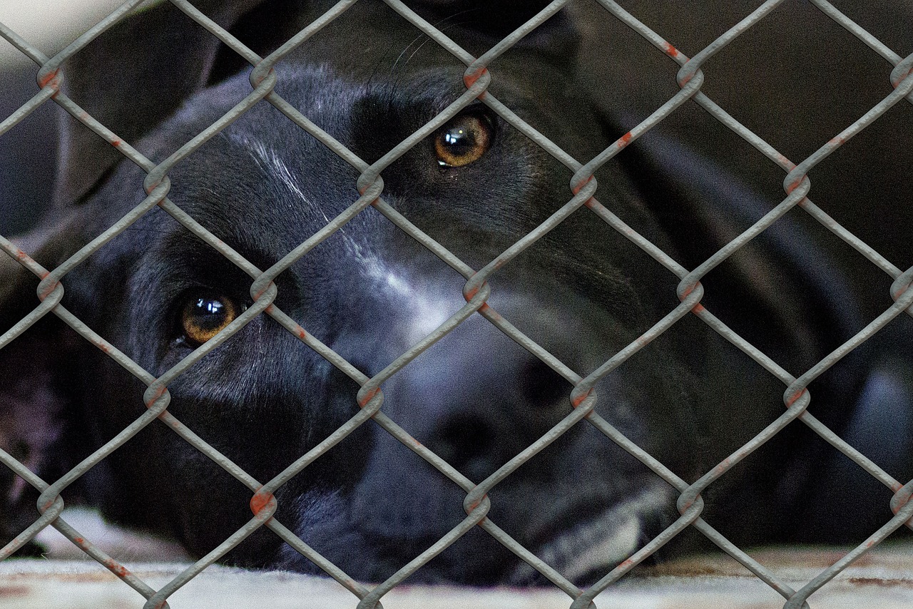 Shelter_dog cage