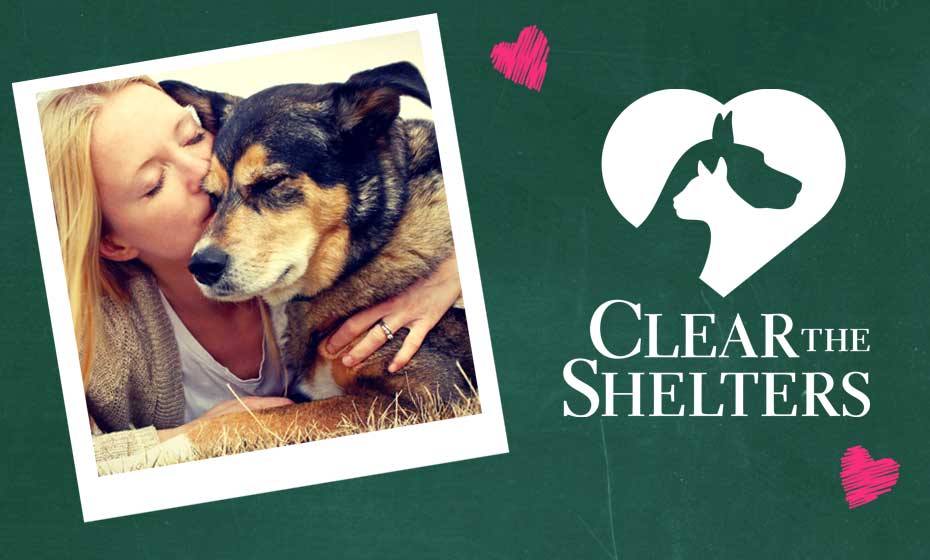 Clear Shelters2