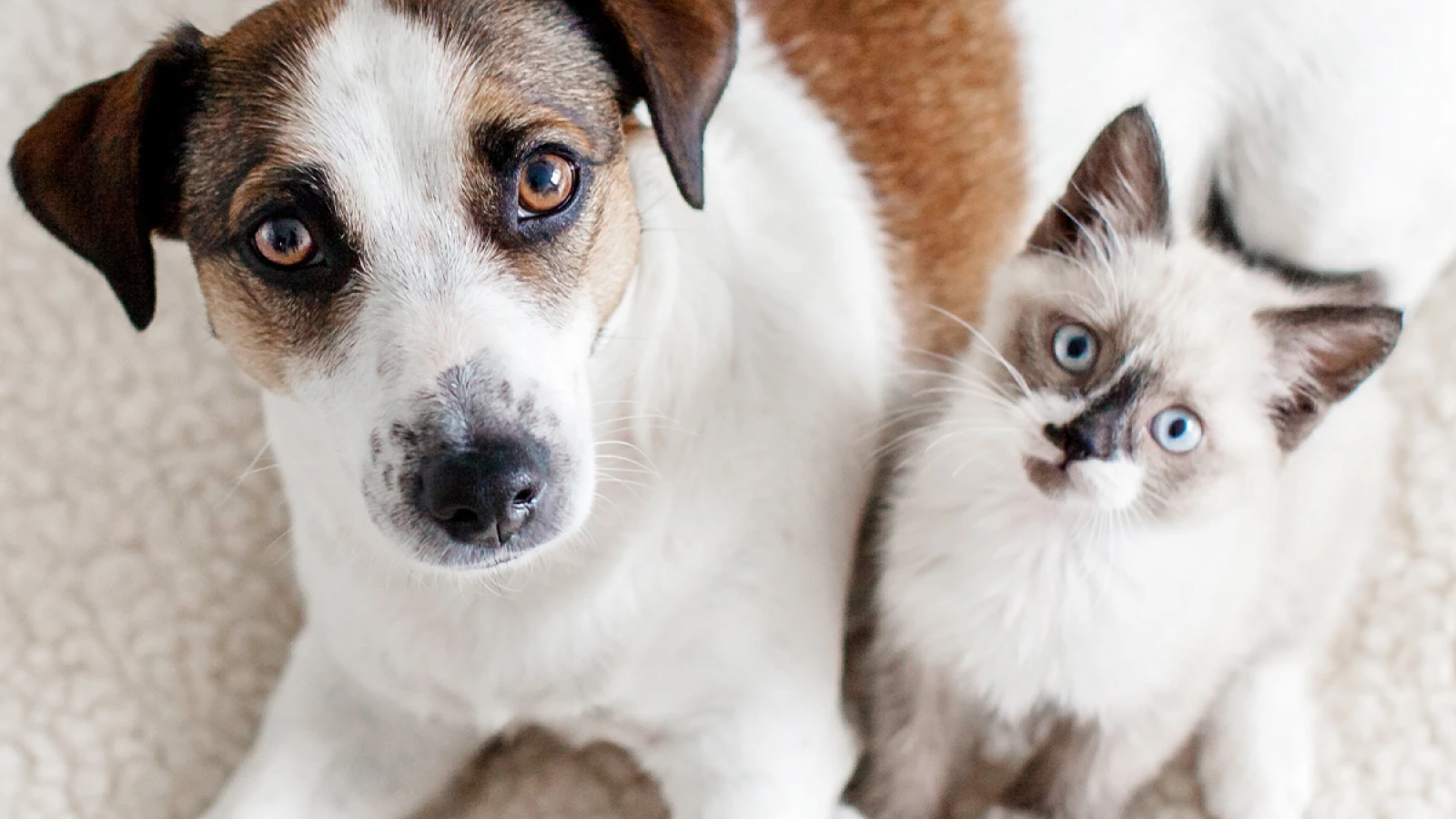 Give Your Pet a Longer, Healthier Life: Why You Should Spay and Neuter Your Pets | FACE Foundation