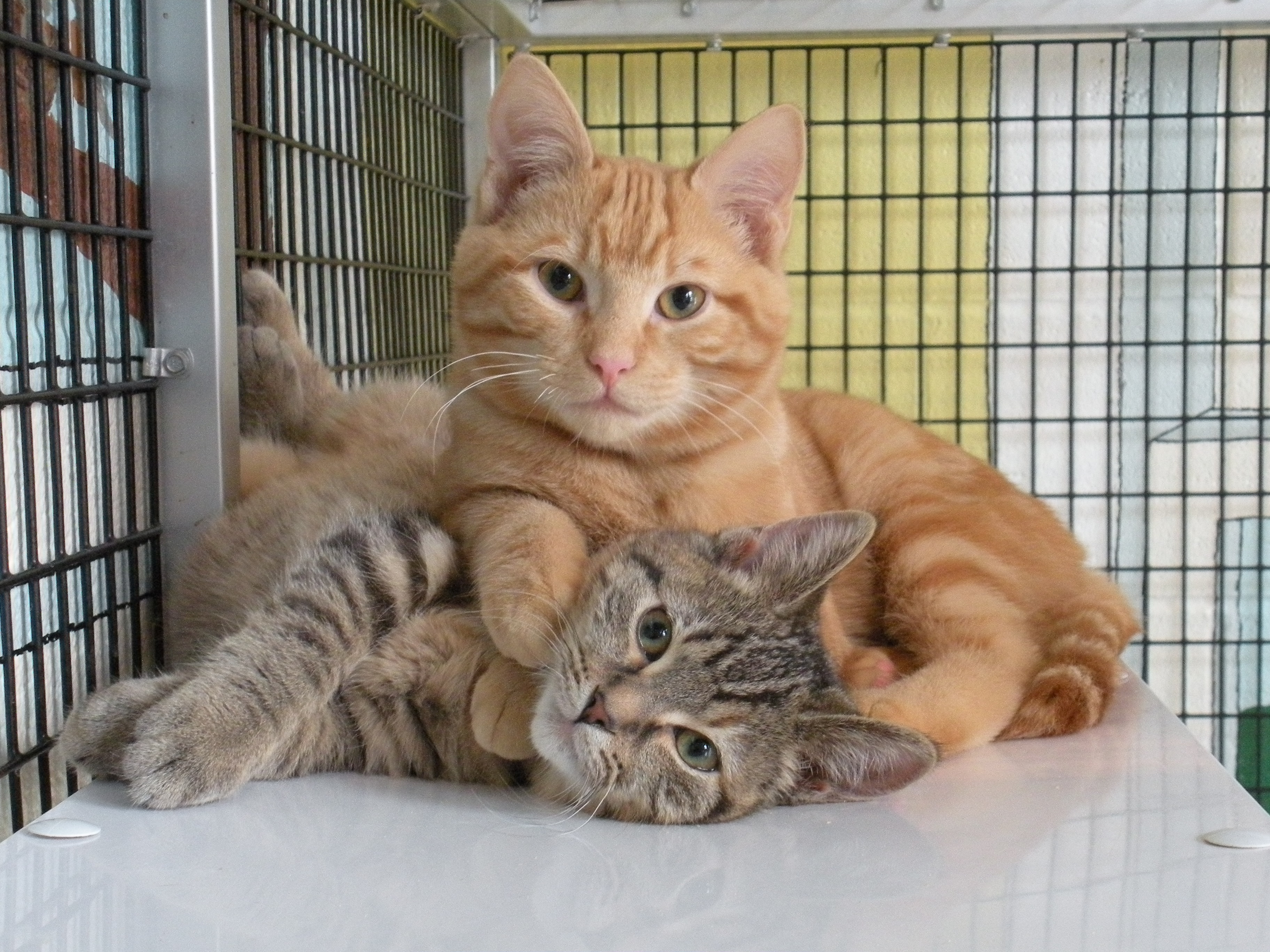 animal shelter cats