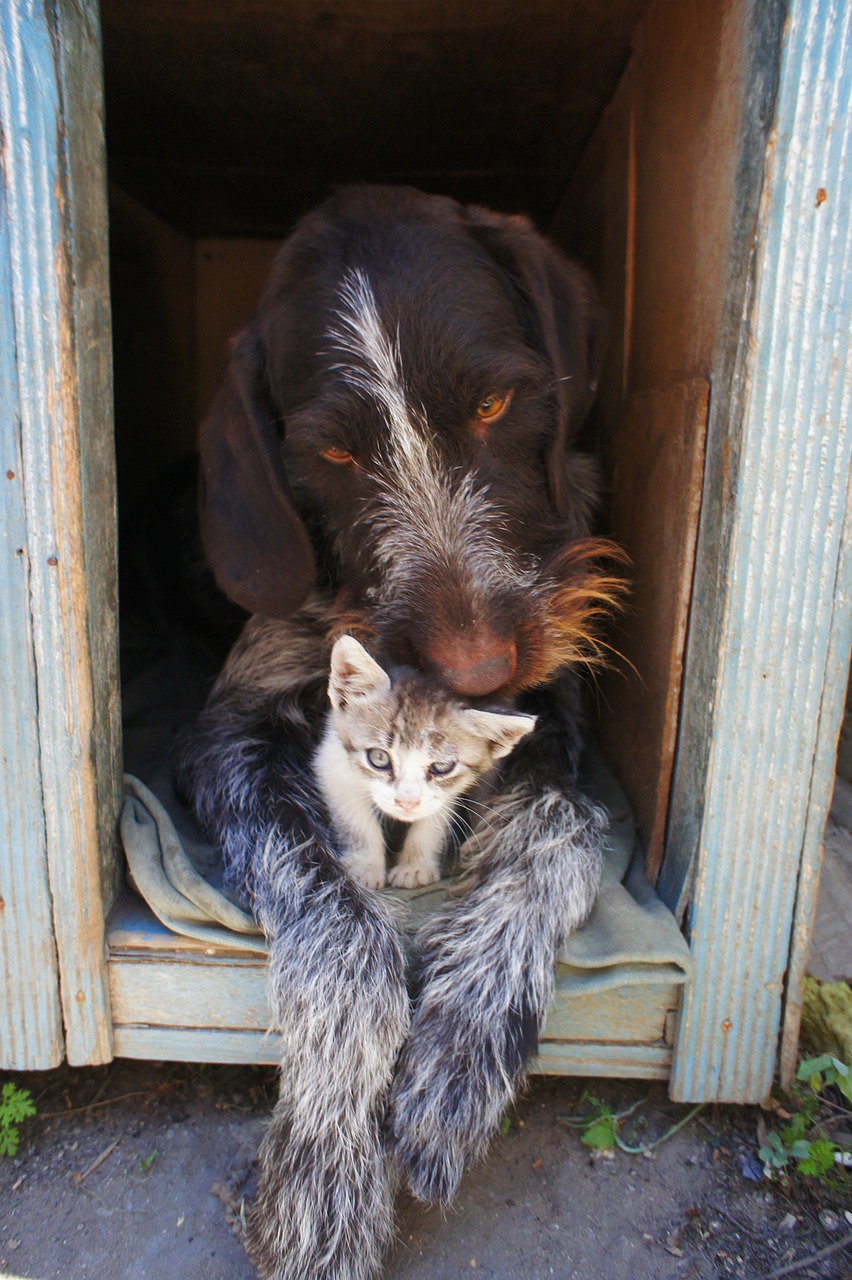 Shelter_dog and cat