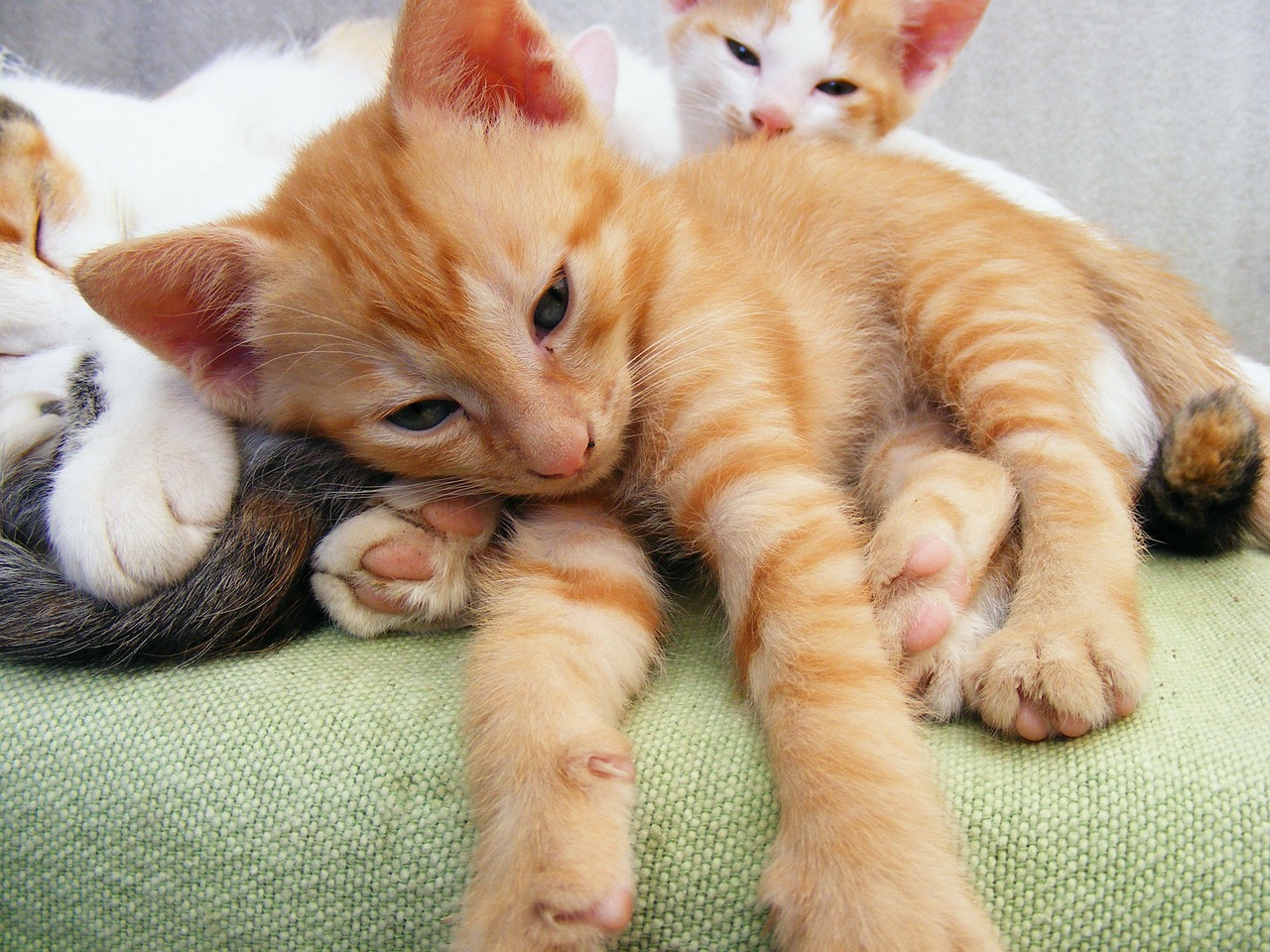 Shelter_orange kitten