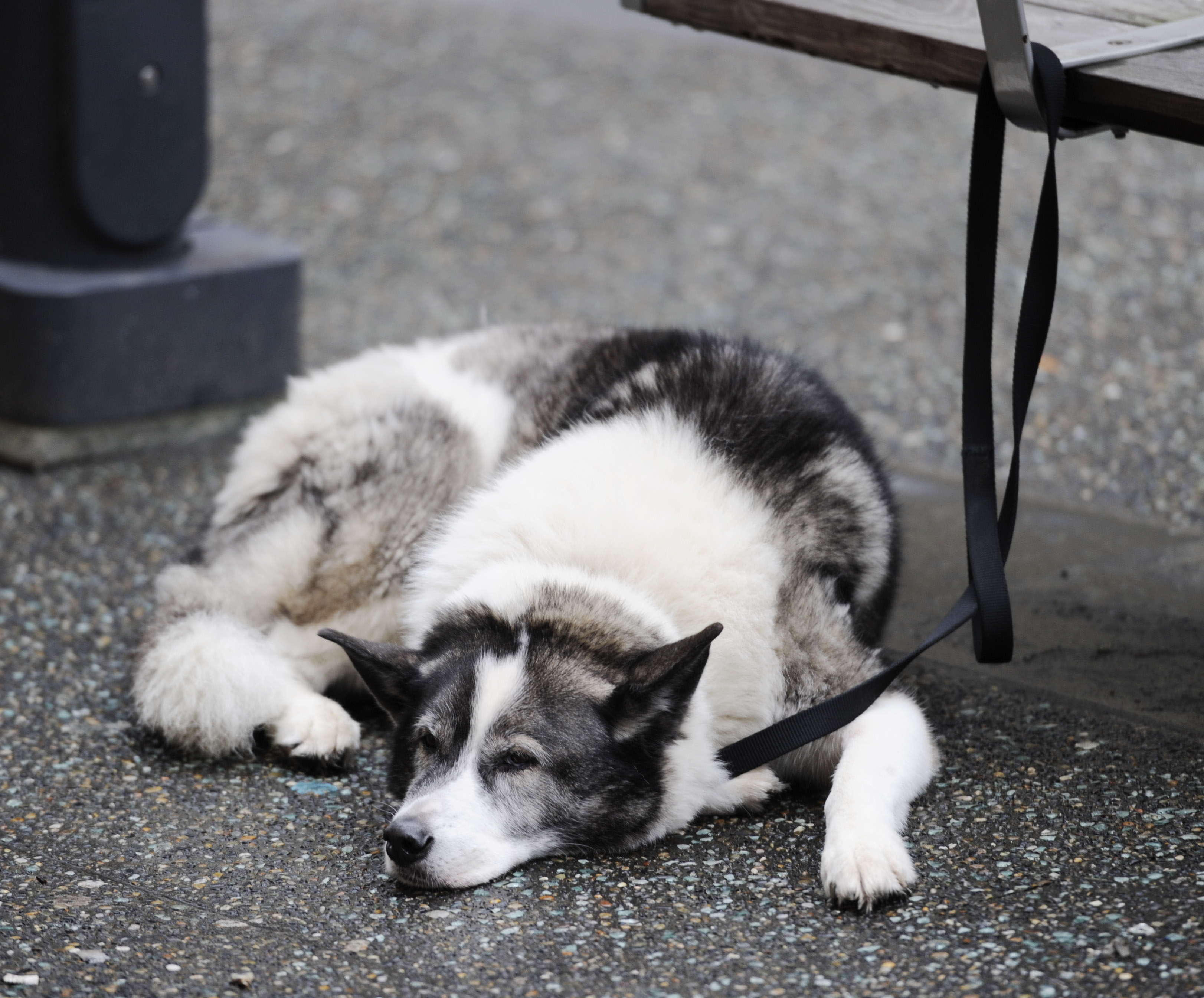 Why You Should Stop Leaving Your Dog Tied Up Outside of Shops - FACE Foundation