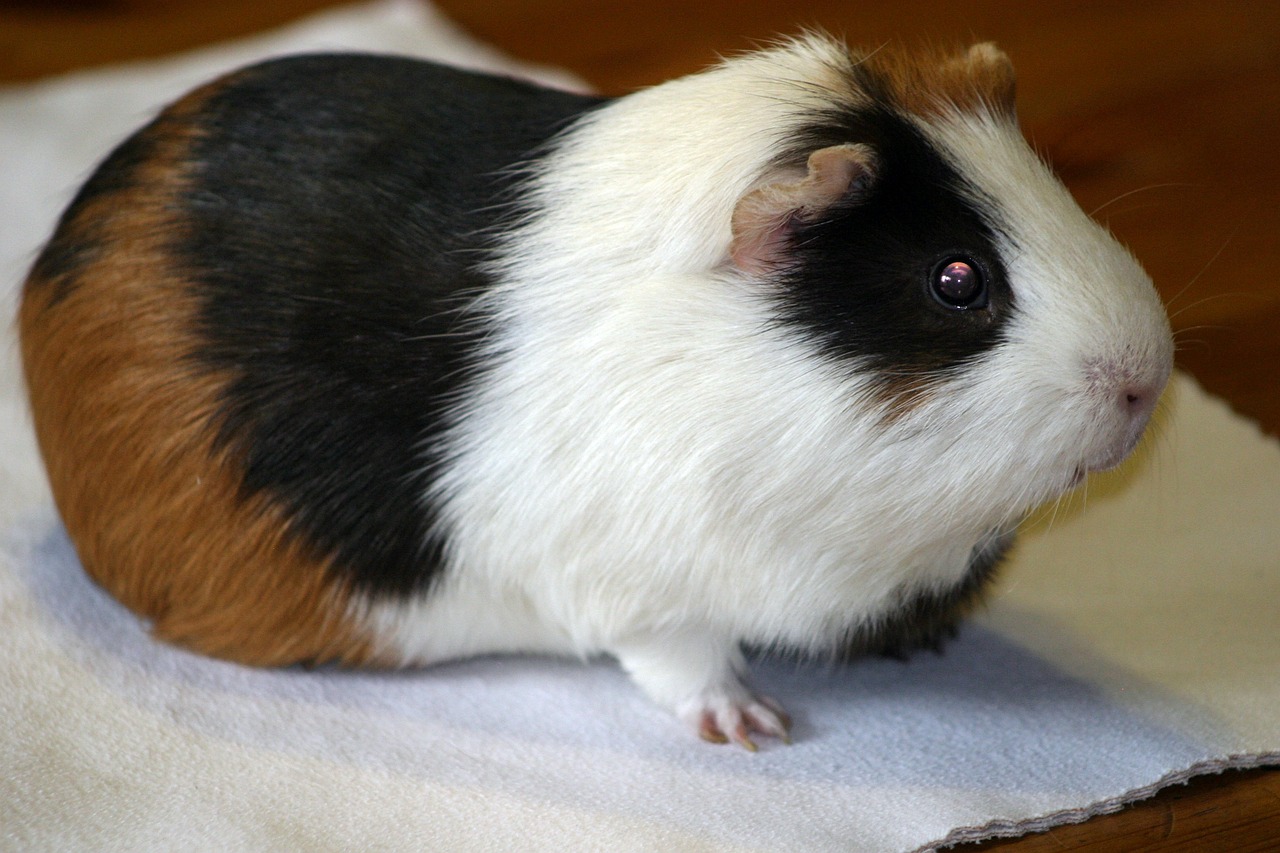 Guinea Pig2