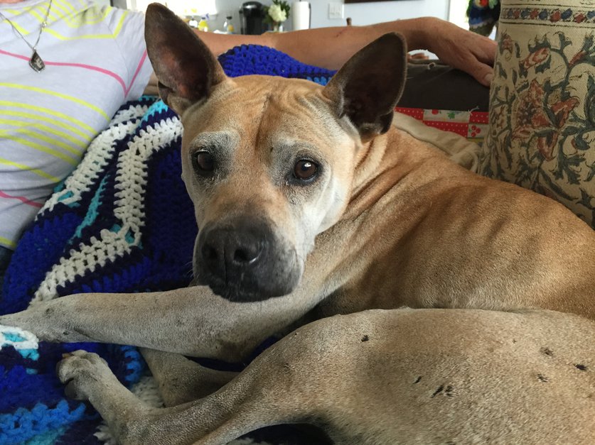 Lost San Diego Dog Finds Way Home After 9 Days and 35 Miles - FACE  Foundation