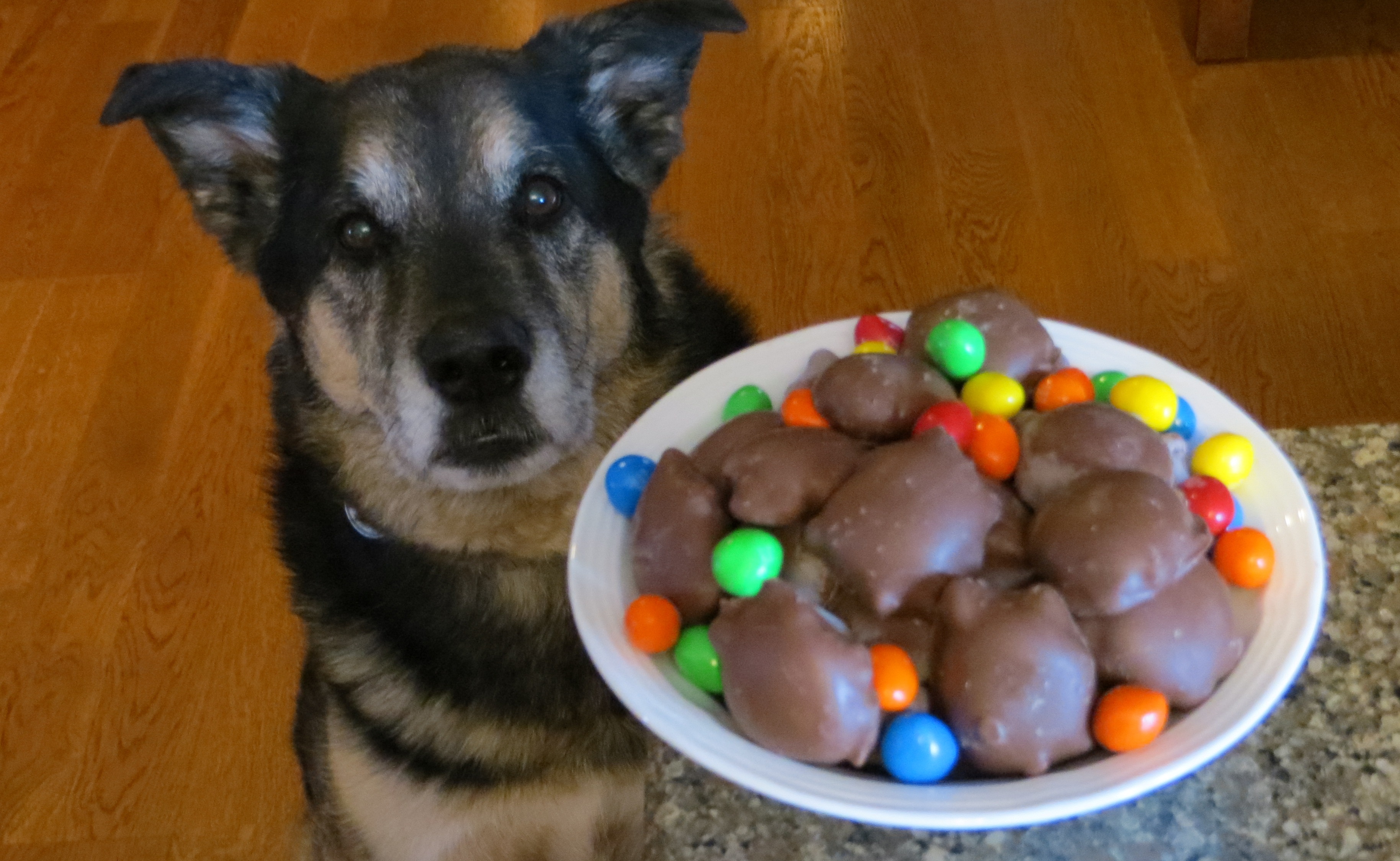 are weed edibles bad for dogs