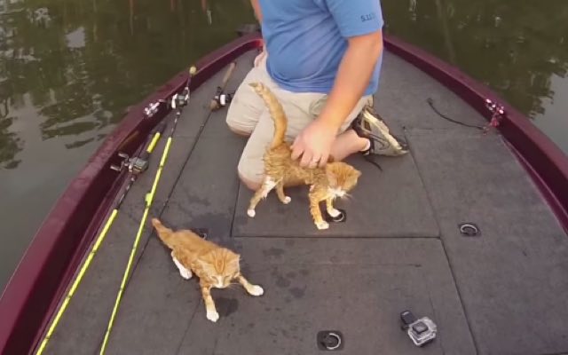 Kittens boat