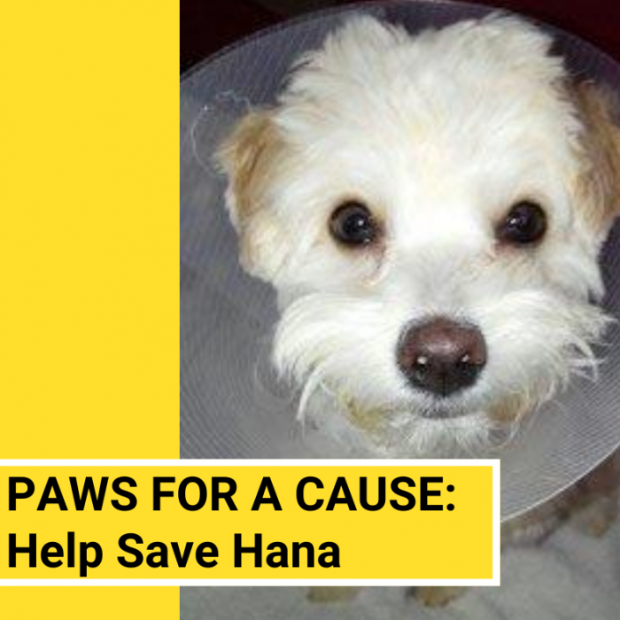 Paws for a Cause Appeal