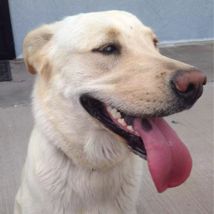 Crackers the dog, super happy after FACE helped with lifesaving care.