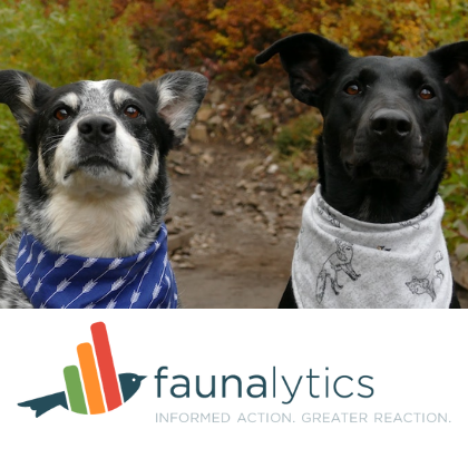 two adorable dogs wearing bandanas over a Faunalytics logo