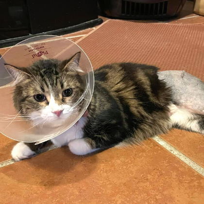 Hubert the cat post surgery with a cone of shame