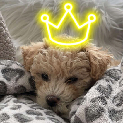 Fluffy, little, blonde dog laying amongst blankets. Has a yellow neon crown from a Snap Chat filter on it's head.