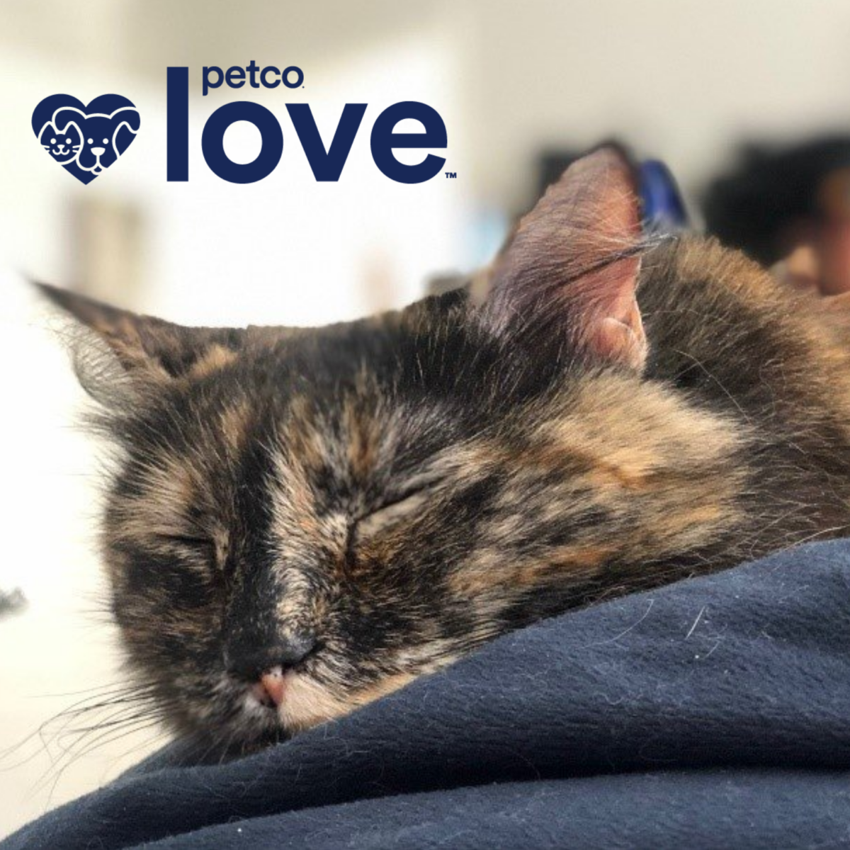 Petco Love Awards Grant for Pets with Cancer FACE Foundation